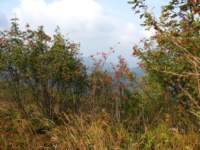 img_1884_small.jpg