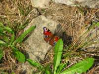 img_1889_small.jpg