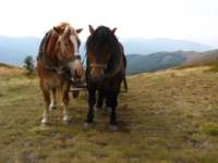 img_1979_small.jpg
