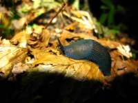 img_2090_small.jpg