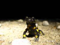 img_2095_small.jpg