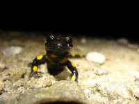 img_2097_small.jpg