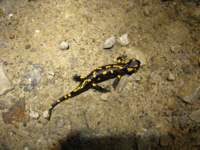 img_2100_small.jpg
