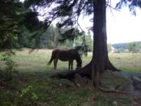 p1090050_small.jpg