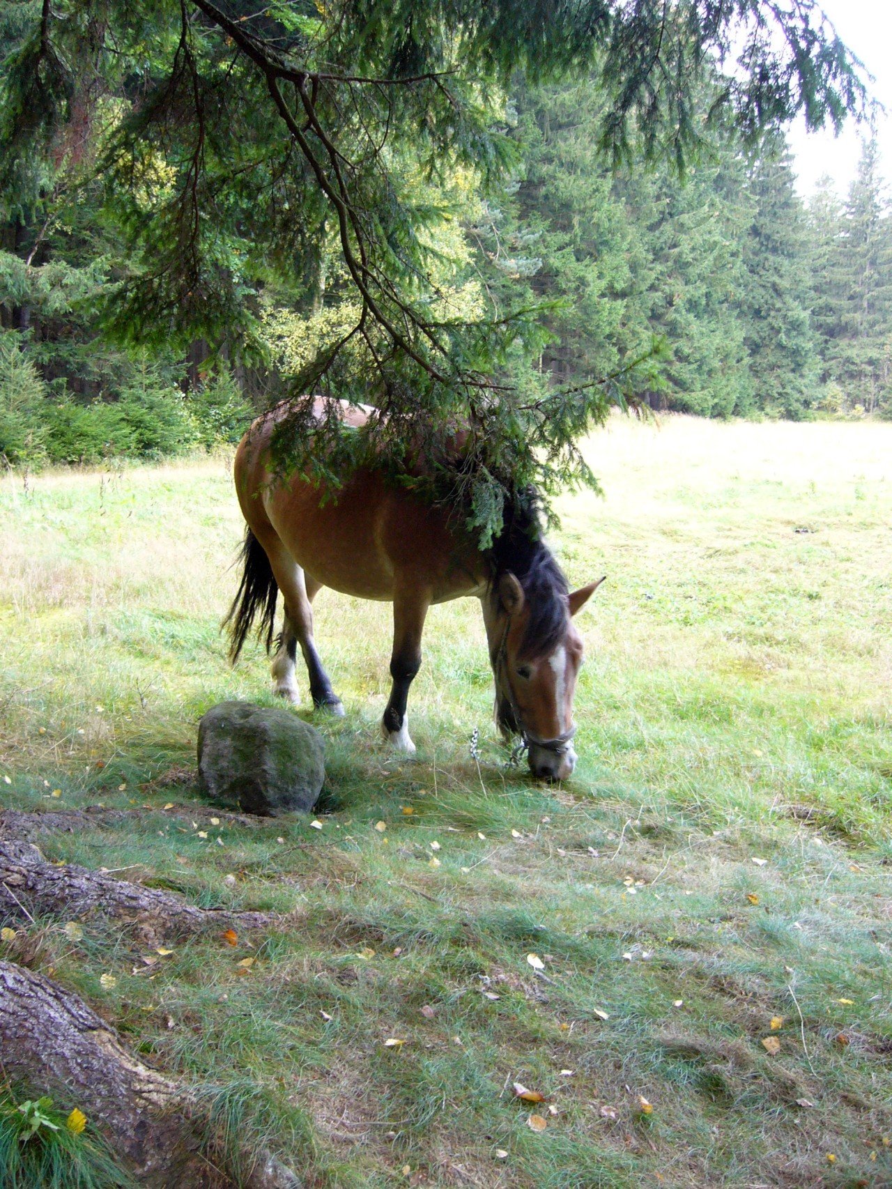 p1090052_.jpg