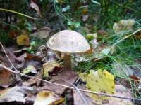 p1090073_small.jpg