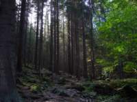 rekonesanstrasarowerowawgrybystrzyckiepierwszekotyzapoty_small.jpg