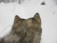 img_4137_small.jpg
