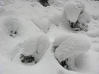 img_4220_small.jpg